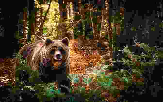 A Bear In A Forest. National Geographic Readers: All About Bears (Pre Reader)