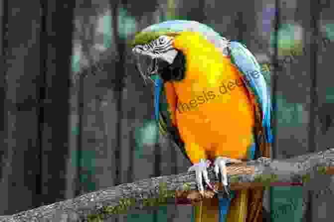 A Blue And Gold Macaw Perched On A Branch. Parrot Facts Volume 2: Discover The World Of Parrots From All Around The World