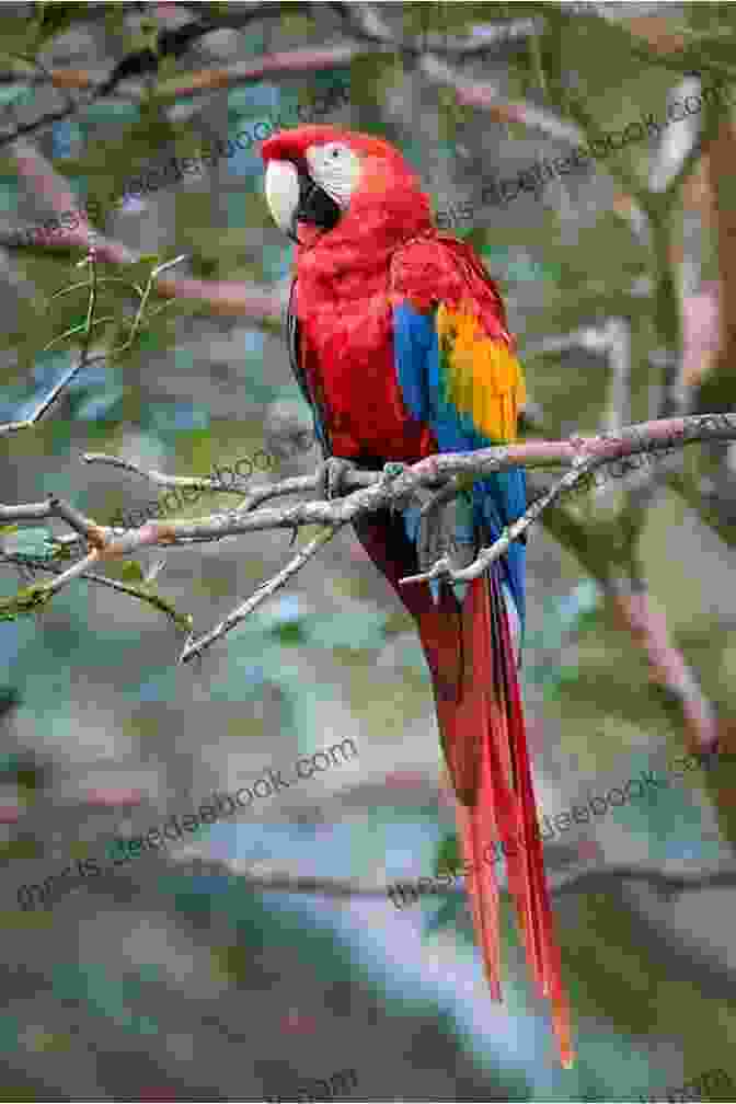 A Close Up Of A Colorful Bird In The Amazon Rainforest, Surrounded By Lush Vegetation. Photo Essay: Beauty Of Malta: Volume 64 (Travel Photo Essays)
