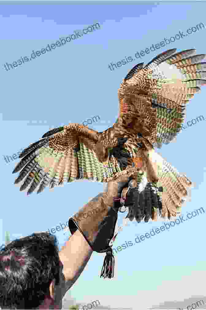 A Falconer In Action, Releasing A Trained Bird Of Prey Beginners Circle: A Collection Of American Falconry Magazine Articles From 1996 To 2003 (The Falconer S Apprentice 3)