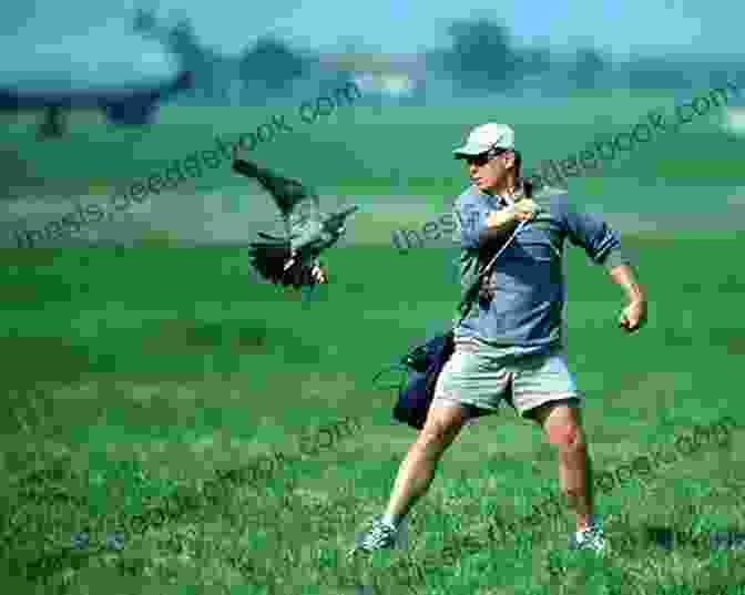A Falconer Participating In A Bird Release Program Beginners Circle: A Collection Of American Falconry Magazine Articles From 1996 To 2003 (The Falconer S Apprentice 3)