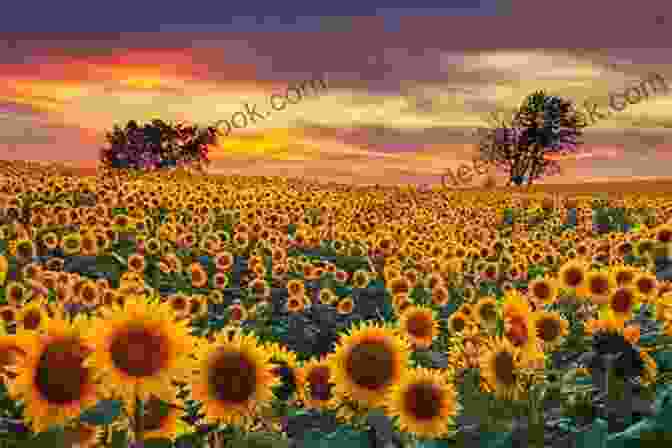 A Field Of Sunflowers Under The Warm Sun Of The San Joaquin Valley The Elements Of San Joaquin: Poems