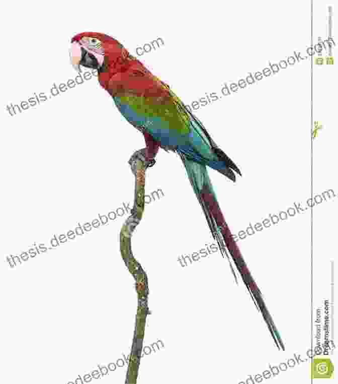 A Green Winged Macaw Perched On A Branch. Parrot Facts Volume 2: Discover The World Of Parrots From All Around The World