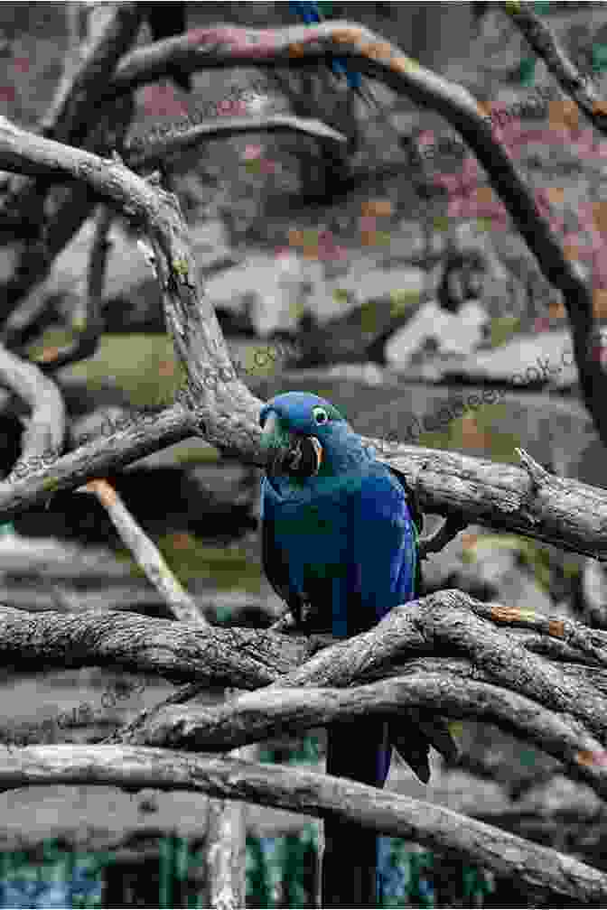 A Hyacinth Macaw Perched On A Branch. Parrot Facts Volume 2: Discover The World Of Parrots From All Around The World