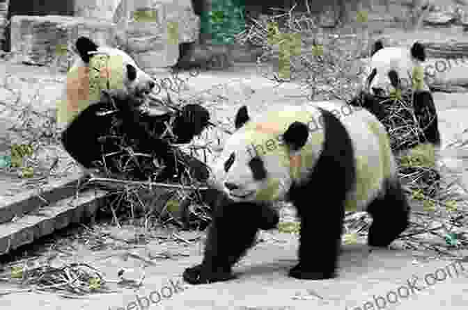 A Photo Of The Beijing Zoo. Beijing: A Photographic Journey Beautiful World Escapes