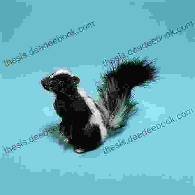 A Realistic Skunk Appliqué With Intricate Detailing, Perfect For Adding A Touch Of Woodland Charm To Crochet Projects Crochet Pattern: Skunk Applique Homeartist Design