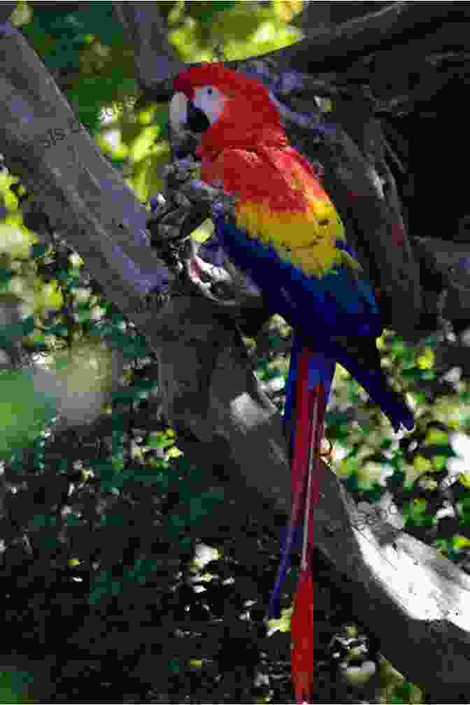 A Scarlet Macaw Perched On A Branch. Parrot Facts Volume 2: Discover The World Of Parrots From All Around The World