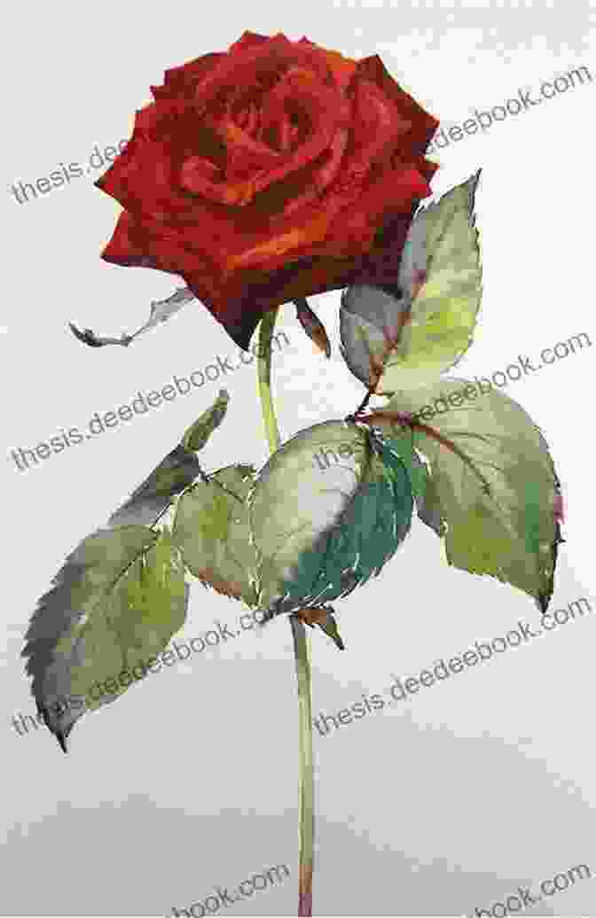 A Stunning Botanical Painting Of A Rose By Werner Stejskal Flowers Werner Stejskal