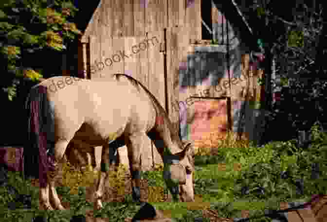 A Tranquil Image Showcasing A Sprawling Horse Farm Amidst The Picturesque Countryside Surrounding Leesburg Northern Virginia: Alexandria Fairfax Fredericksburg Leesburg Manassas Beyond