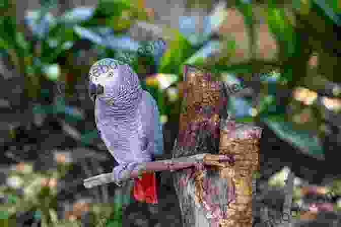 An African Grey Parrot Perched On A Branch. Parrot Facts Volume 2: Discover The World Of Parrots From All Around The World