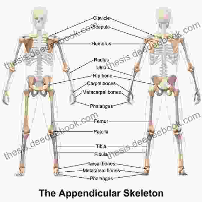 Anatomy Of The Appendicular Skeleton, Including The Shoulder, Arm, Hand, Hip, Leg, And Foot Anatomy Made Simple For Artists