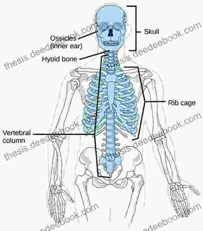 Anatomy Of The Axial Skeleton, Including The Skull, Vertebral Column, And Rib Cage Anatomy Made Simple For Artists