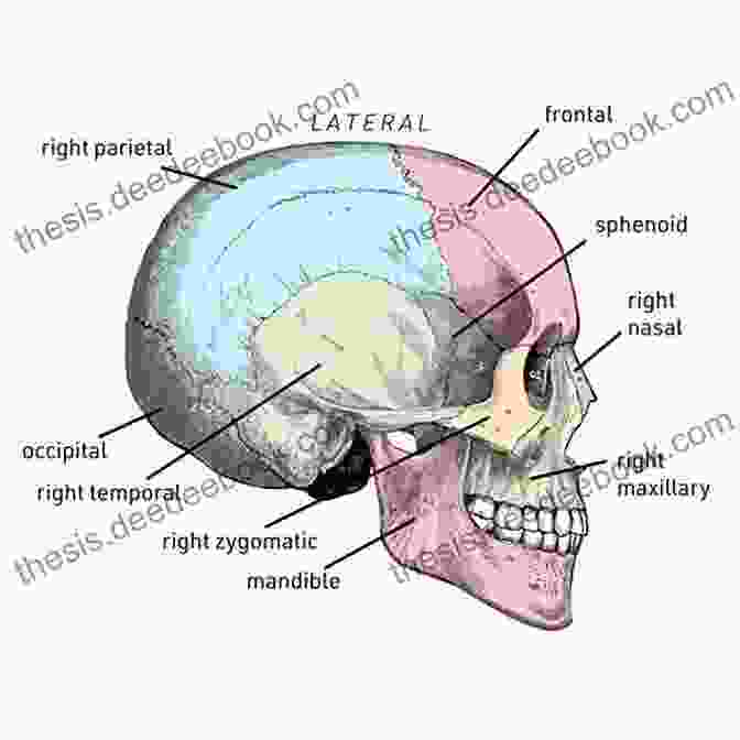 Anatomy Of The Head And Neck, Including Bone Structure, Muscles, And Cranial Nerves Anatomy Made Simple For Artists
