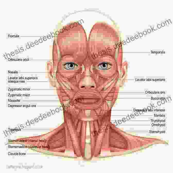 Anatomy Of The Muscles Of The Head And Neck, Including Their Origin, Insertion, And Function Anatomy Made Simple For Artists
