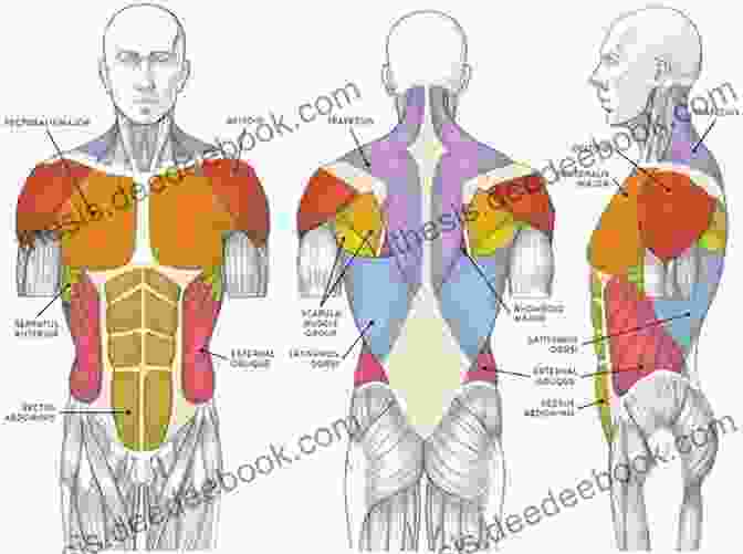 Anatomy Of The Muscles Of The Torso, Including Their Origin, Insertion, And Function Anatomy Made Simple For Artists