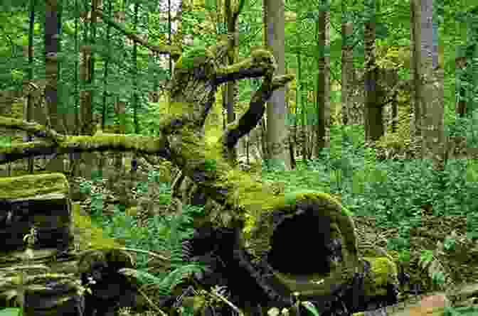 Ancient Trees In The Bialowieza Forest Amazing Poland: 50 Things To See And Do