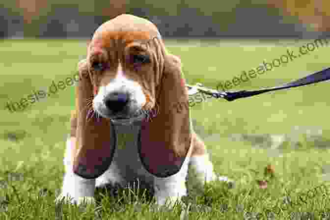 Basset Hound Puppy Looking Up With Priceless Expression The Complete Guide To Basset Hounds: Choosing Raising Feeding Training Exercising And Loving Your New Basset Hound Puppy