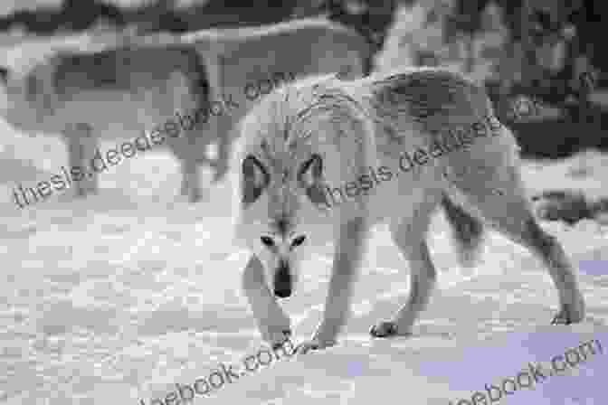 Bodri Facing A Menacing Wolf In The Wilderness The Story Of Bodri Roderick Hunt