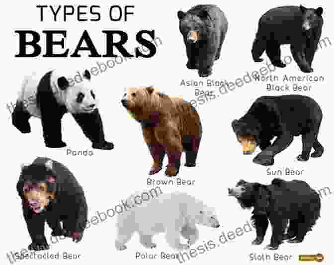 Different Types Of Bears. National Geographic Readers: All About Bears (Pre Reader)