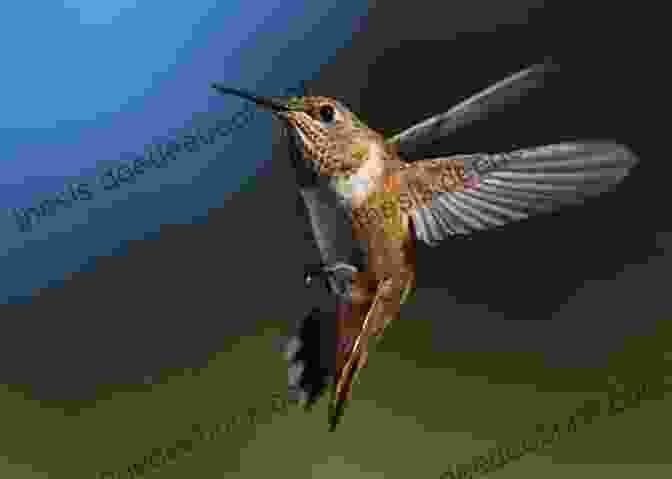 Horatio Hummingbird Defending His Territory From A Rival Hummingbird, His Beak Open In A Threatening Display Horatio Hummingbird (No Such Thing As A Regular Bird 3)
