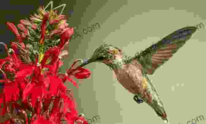 Horatio Hummingbird Feeding On A Flower, His Long, Slender Beak Probing Into The Blossom Horatio Hummingbird (No Such Thing As A Regular Bird 3)