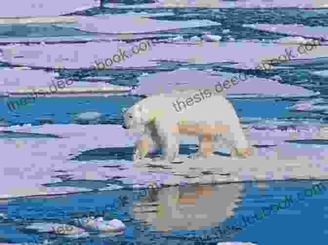 Image Of A Polar Bear On Sea Ice Arctic Abstractive Industry: Assembling The Valuable And Vulnerable North (Studies In The Circumpolar North 5)