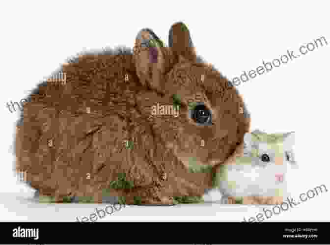 Netherland Dwarf Rabbit Dwarf Hamster: Types Breeding Diet Habitat Housing Health Where To Buy Raising And More How To Care For Your Pet Dwarf Hamster