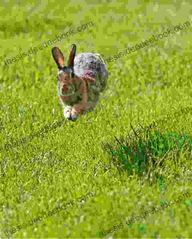 Rundle The Rabbit Running Rapidly Through A Field, Its Ears Flopping Behind It Rundle The Rabbit Running Rapidly