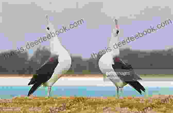 Two Albatrosses Performing A Courtship Ritual On A Grassy Slope Albatrosses (Australian Natural History Series)