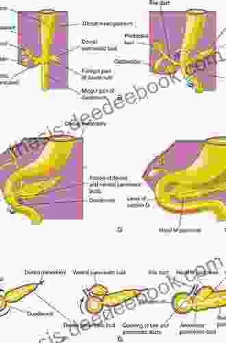 The Sutures Of The Skull: Anatomy Embryology Imaging And Surgery