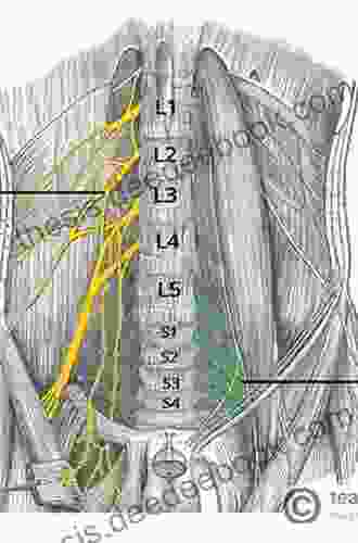 Surgical Anatomy Of The Sacral Plexus And Its Branches